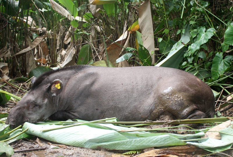 [BIODIVERSITE][FORET_TAPIR]expedition tapir10©C.Lechemia