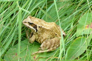 [GLACIAIRES][BIODIVERSITE]Grenouille rousse (Rana temporaria)2©D.Tarrier