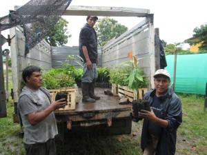 Descarga de los brotes para Grover Esteban Velita beneficiario del proyecto.