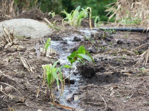 [NOYER]Plantation 1er jour Rio Ancho.©B.Patentreger