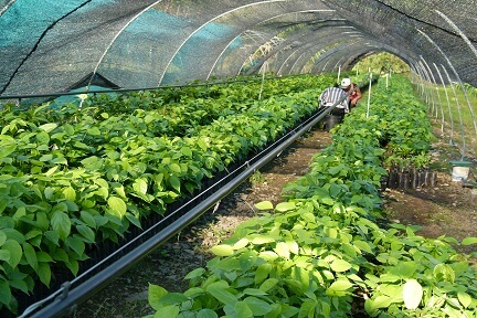 Agroforesterie Pérou pépinière