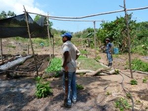 Plantation de noyers maya dans la région de Palomino 