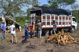 Distribution_pousse_banane