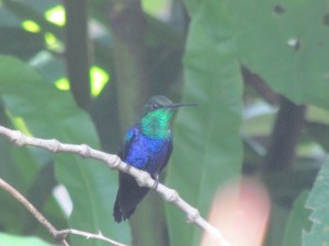  Colibri fork-tailed mâle