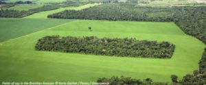 Biens de consommation et déforestation