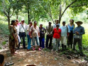 reforestation noyer maya 