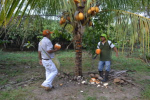 Pasantia Jackfruit © MANTUNES