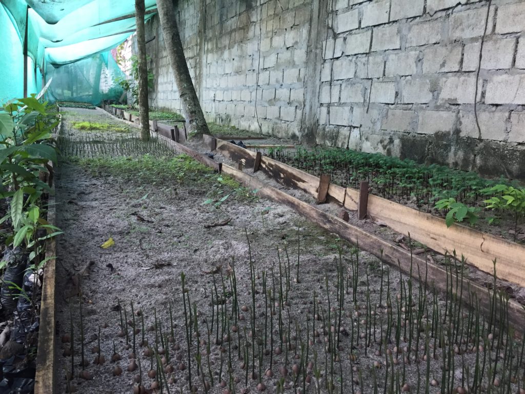 [AGROFO]Diversité de plantules en croissance dans le germinadero à Pichanaki_Mars 2018@M.CORREIA ANTUNES