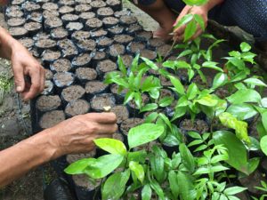 [AGROFO]Nogal Amarillo et Quina quina chez Roberta Quispe_Janvier 2018@M.CORREIA ANTUNES