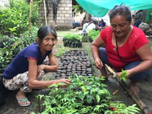 [AGROFO]Repique de quina quina chez Roberta Quispe_janvier2018@M.CORREIA ANTUNES