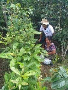 formation greffe d'avocatier