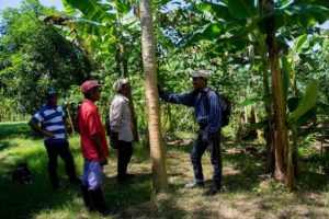 systema agroforestal