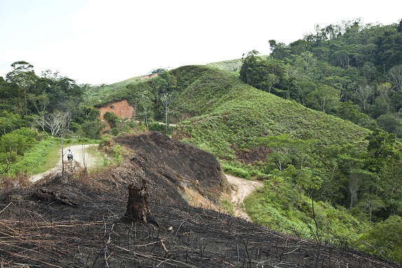 Bosque peligro incendio